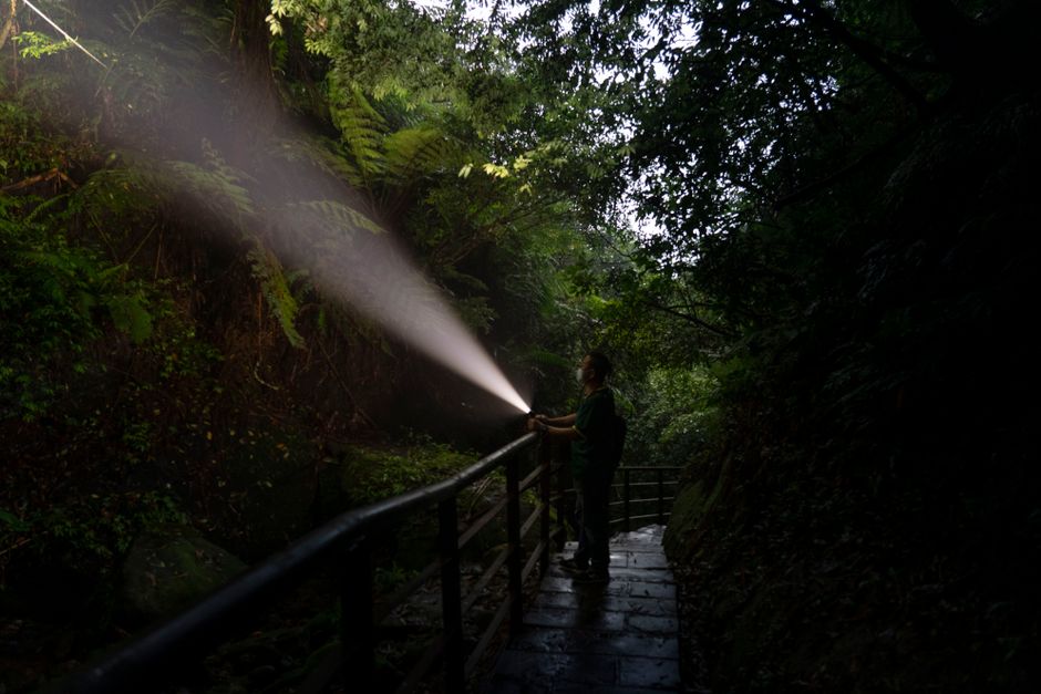 A person uses a flashlight to explore a lush jungle path at twilight.