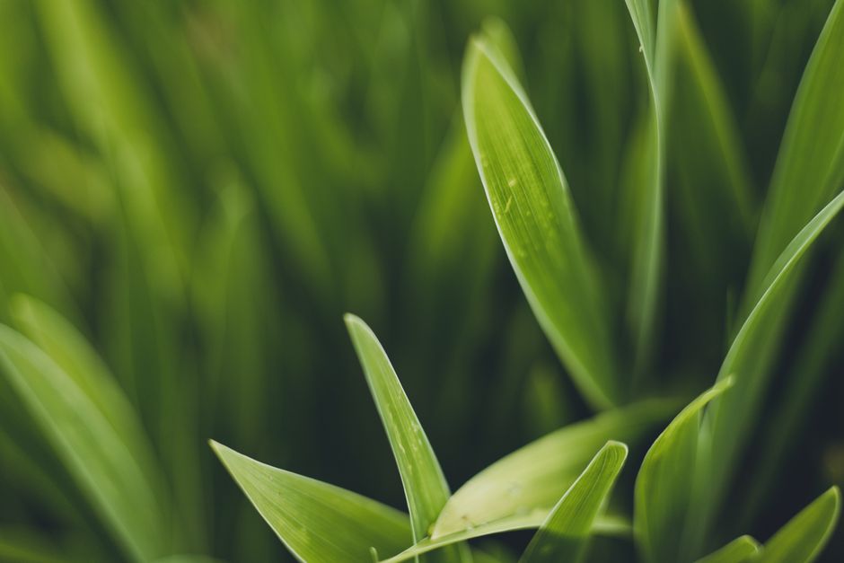 A detailed close-up of fresh, green leaves capturing the essence of natural beauty.