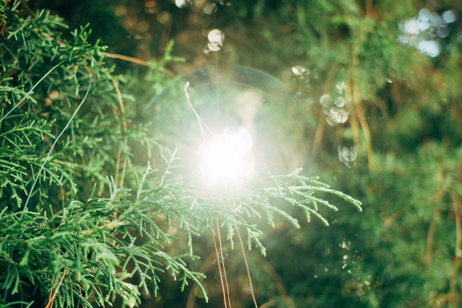 Cedar branches with sunlight creating a sunburst effect. A nature scene with rich green foliage.