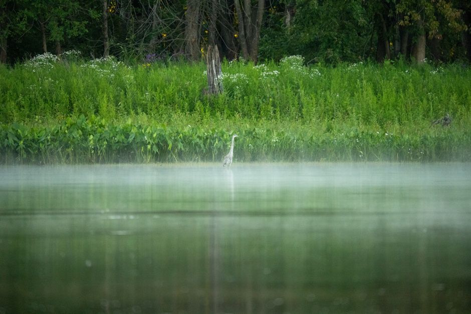 A serene morning scene with a heron in mist on a Minnesota lake, surrounded by lush greenery.